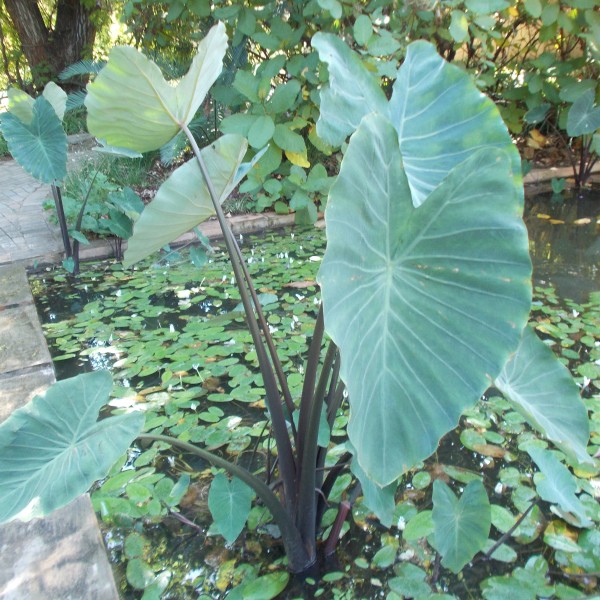 Black Stem Imperial Taro