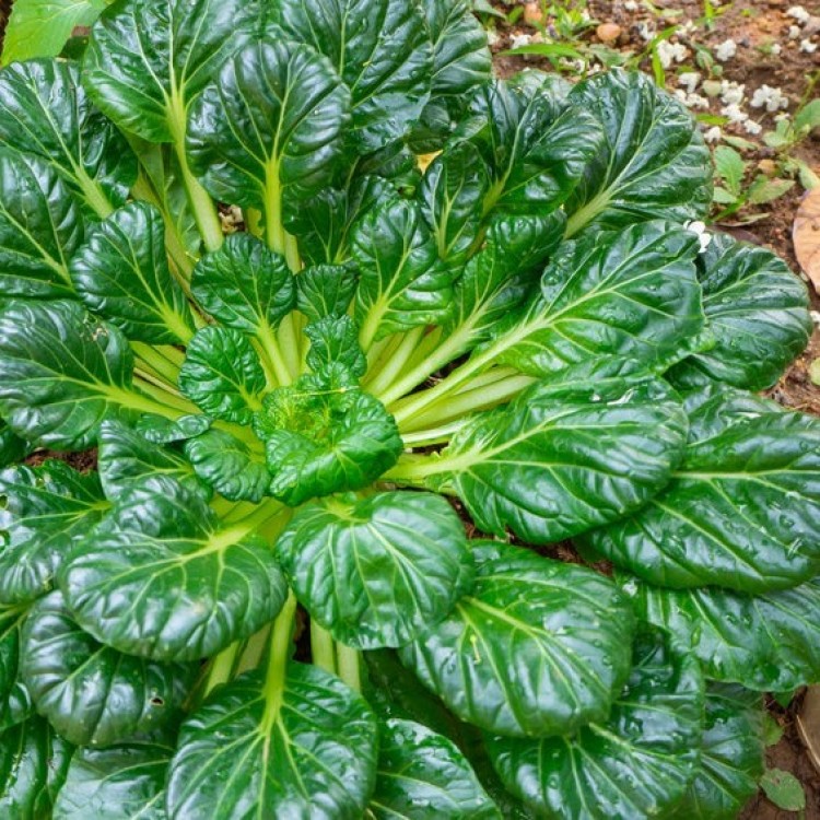 Tatsoi Mustard