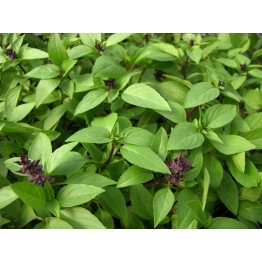 Basil Thai