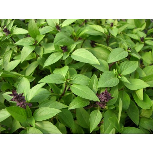 Basil Thai