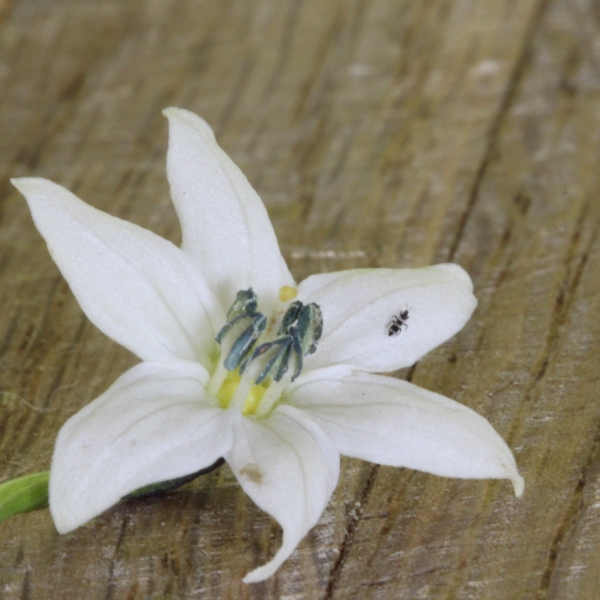 Thrips