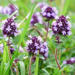 Thyme Creeping