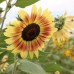 Tiger's Eye Sunflower