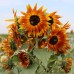 Tiger's Eye Sunflower