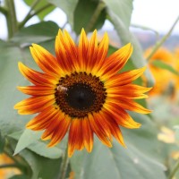Tiger's Eye Sunflower