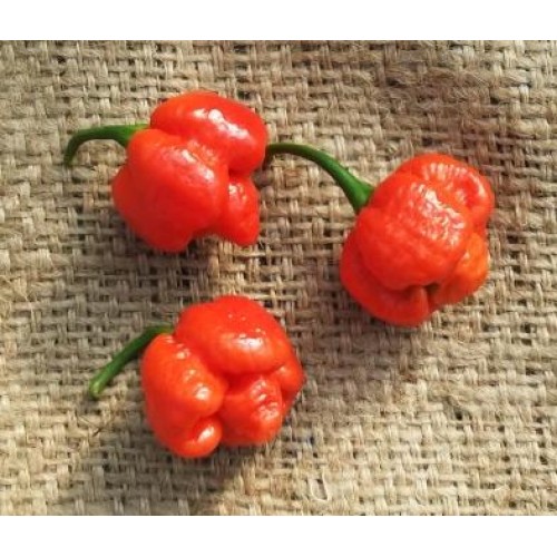 Trinidad Moruga Scorpion