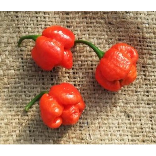 Trinidad Moruga Scorpion