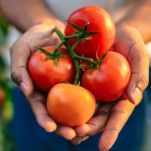 Urbikany Tall Bush Tomato