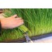 Wheatgrass Sprouting Seed 200 gr