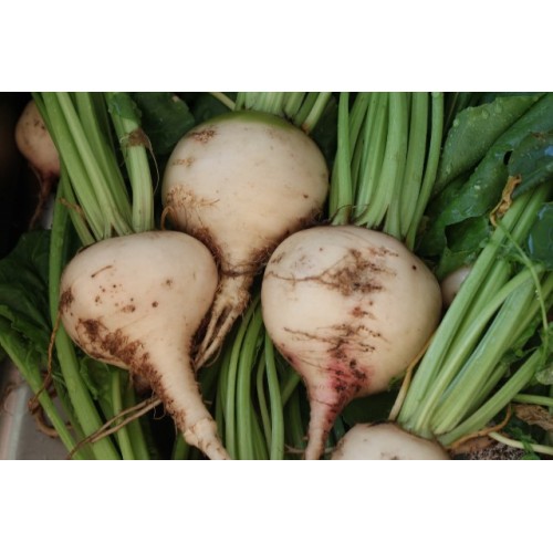 Albino White Beetroot