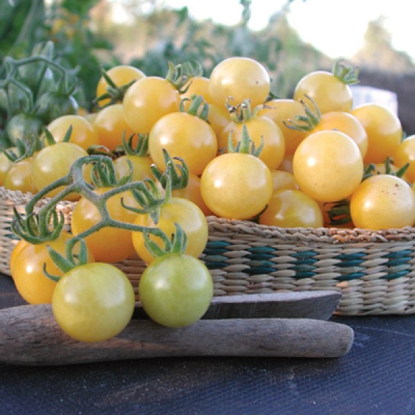 White / Yellow Tomatoes White / Yellow Tomatoes