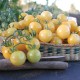 White / Yellow Tomatoes