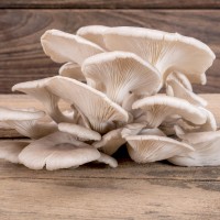 White Elm Oyster Mushroom System