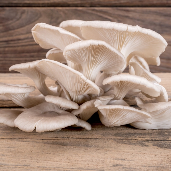 White Elm Oyster Mushroom System