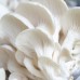 White Elm Oyster Mushroom System