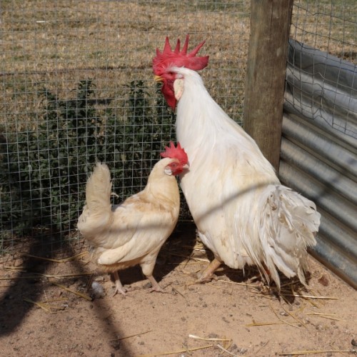 White Leghorn