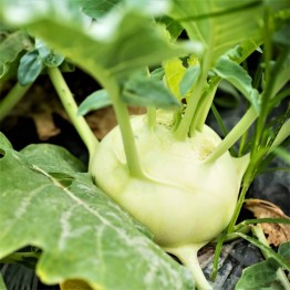 White Vienna Kohlrabi