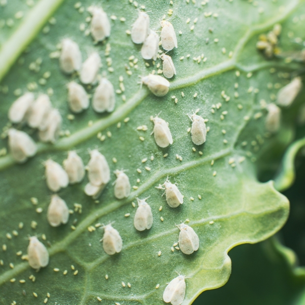 Whitefly Whitefly