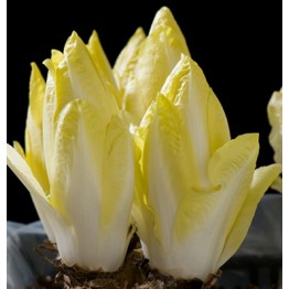 Witloof Chicory